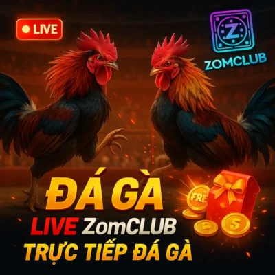 Đá Gà Live ZomClub – Trải Nghiệm Cá Cược Đá Gà Trực Tuyến Uy Tín