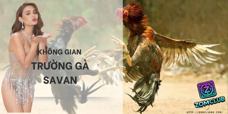 Không gian thi đấu thực tế tại trường gà Savan, nơi tổ chức các trận đá gà hợp pháp và chuyên nghiệp.