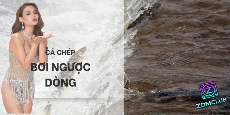 Ý nghĩa mơ thấy cá chép bơi ngược dòng